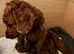 Cockapoo X Toy poodle puppies Red