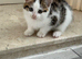 Kitten