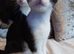 Black/white fluffy tortoise shell male kitten