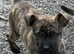 Female mastiff x herder
