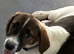 Female beagle