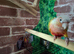 Hen conure wanted young or adult must be 100% sure it's a female