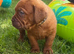 ** world class puppys**
