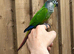 Green cheek conure