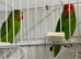 Pair of Abyssinian lovebirds