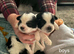 Full pedigree not kc registered lhasa apso  pups