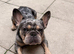 Beautiful merle frenchie male