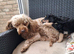 Lovely cockapoo puppy