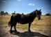 SPSBS Shetland Gelding