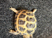 Juvenile Horsfield Tortoises ready to go!