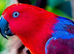 Eclectus rehabilitation/rehome