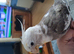 Cockatiel super tame