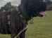 Male Presa Canario for sale
