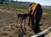 Chestnut sport horse mare with colt foal at foot