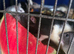 Fancy and dumbo rats