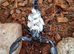MILLIPEDES, scorpions and centipedes ready NOW!
