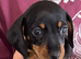 RKC registered miniature smooth