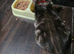Ragdoll X kittens boys/girls