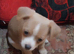 Shorchi puppies