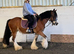 Super Safe Family Cob