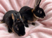 Pair of mini rex babies