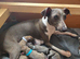 Beautiful italian-greyhound puppies