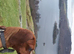 2 dachshund pups for sale