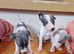Whippet puppy's