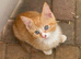 RAGDOLL CROSS KITTENS