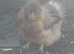 Two hens