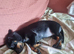 Only 1 left of 8 adorable dachshund puppies