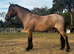 Stunning PB Newforest Gelding