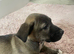 8 week old puppy