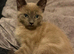 12 wk old kittens for sale