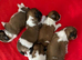 Beautiful litter of Shih Tzu puppies