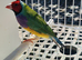 Gouldian finch