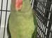 Hand Reared Young Alexandrines