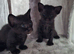 Rare Sphynx/Bambino x Donskoy kittens