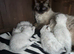 Gordious pure ragdoll kittens