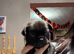 Pug cross