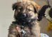German Shepherd Puppy