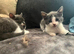 2 kittens for sale