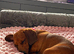 Female dachshund red dapple