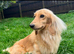 Minature dachshund
