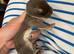 Pure French Lop Babies