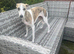 Gorgeous Female Whippet
