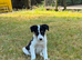 4 Beautiful Collie Puppies for Sale