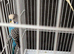 Budgies
