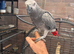 Congo African grey, baby for sale