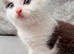 Adorable male kitten